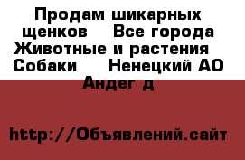 Продам шикарных щенков  - Все города Животные и растения » Собаки   . Ненецкий АО,Андег д.